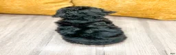 Yorkiepoo dogs for sale: Blacky - Ad 4