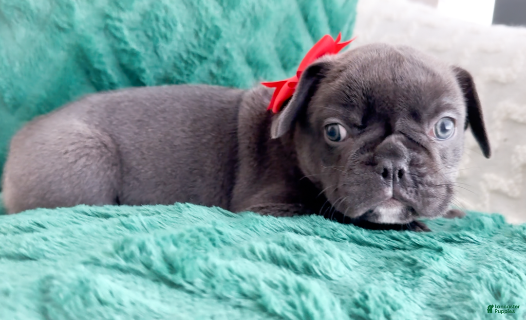 French Bulldog dogs for sale: Vixen Blue Fluffy Carrier - Ad 6