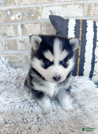 Gallery Image {{count}}