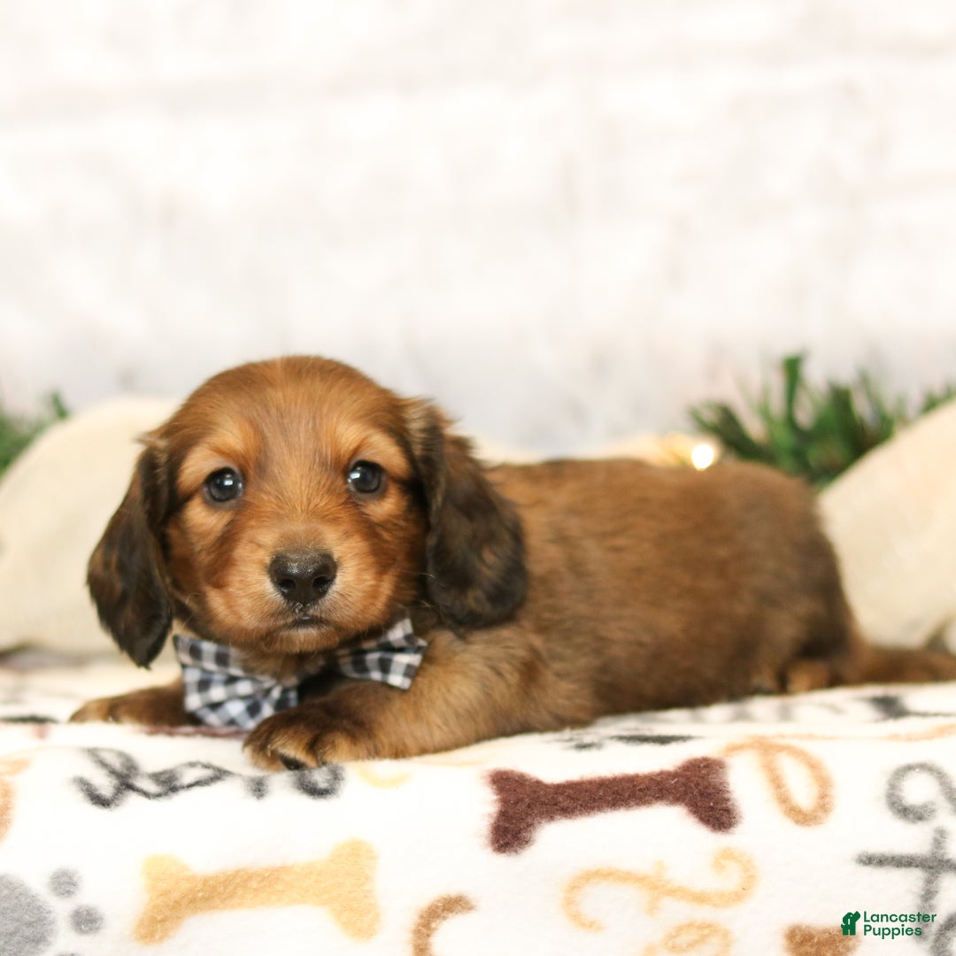 Miniature Dachshund dogs for sale: Jackson - Ad 4
