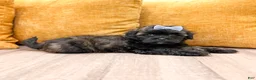 Shihpoo dogs for sale: Tommy - Ad 3