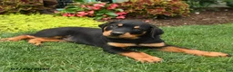 Rottweiler dogs for sale: Bruno - Ad 3