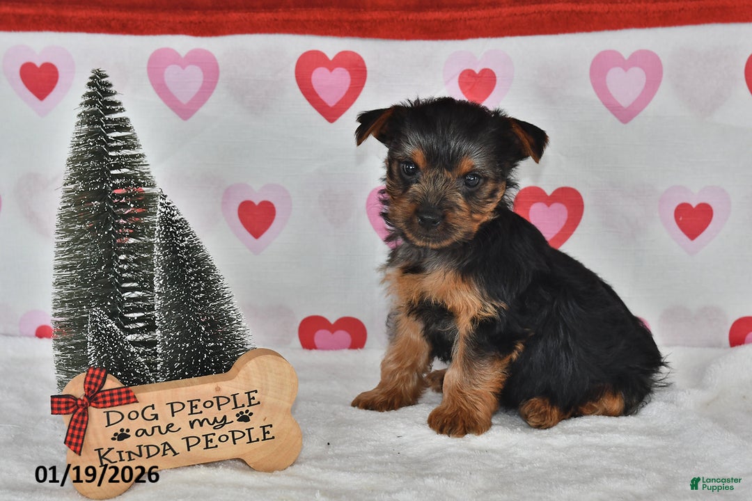 Yorkshire Terrier dogs for sale: Abby - Ad 3
