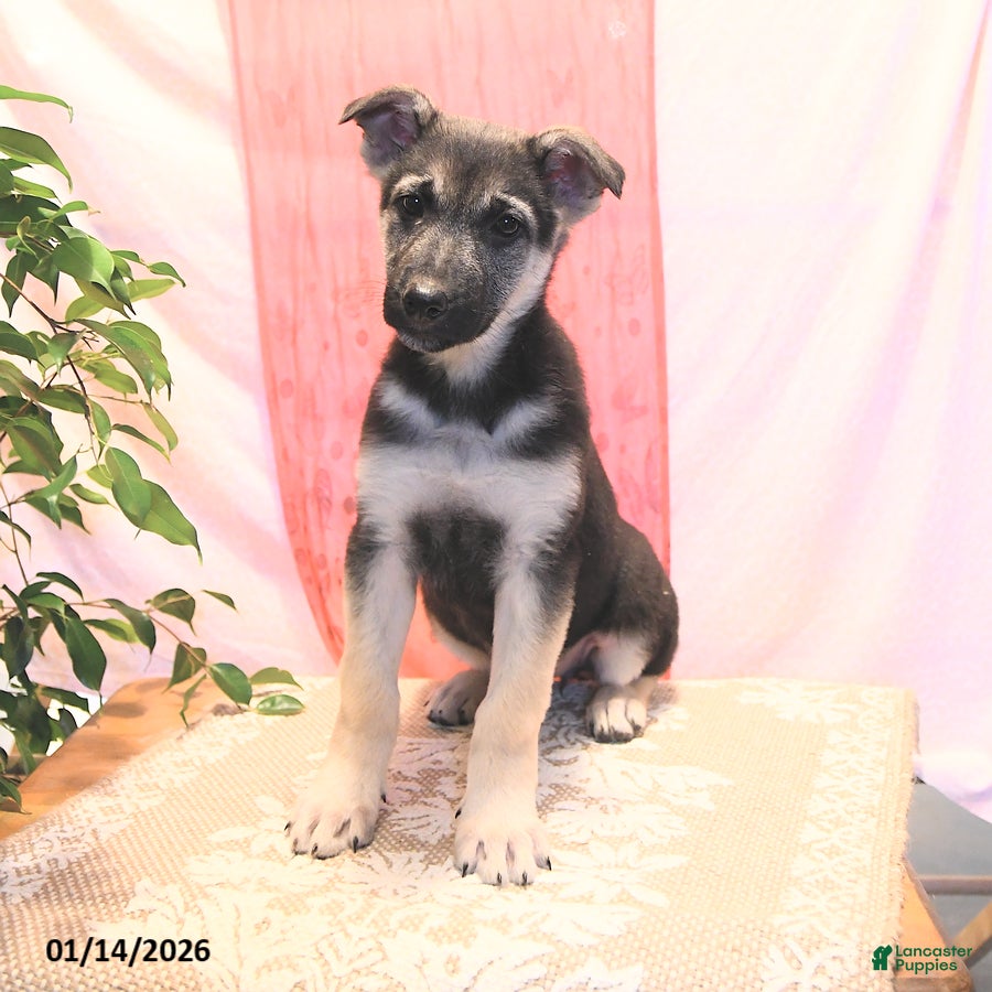 German Shepherd dogs Bright - Ad 34