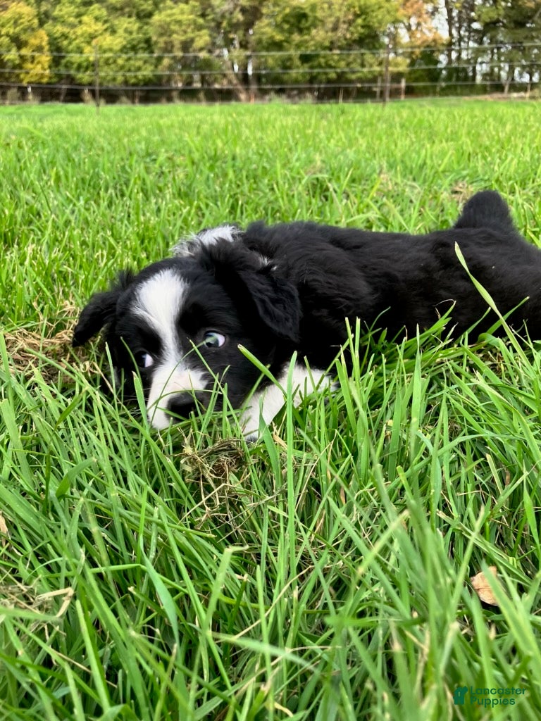 Miniature Australian Shepherd dogs for sale: Flopsy - Ad 2