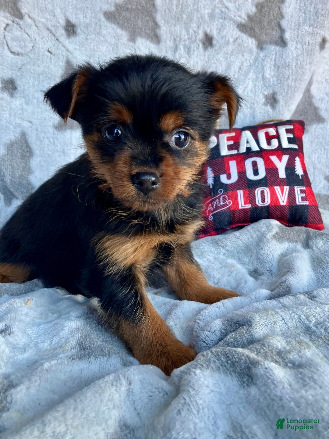 Yorkshire Terrier dogs for sale: Stella  - Ad 6