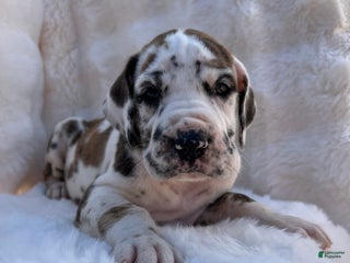 Great Dane dogs Goofball - Ad 6