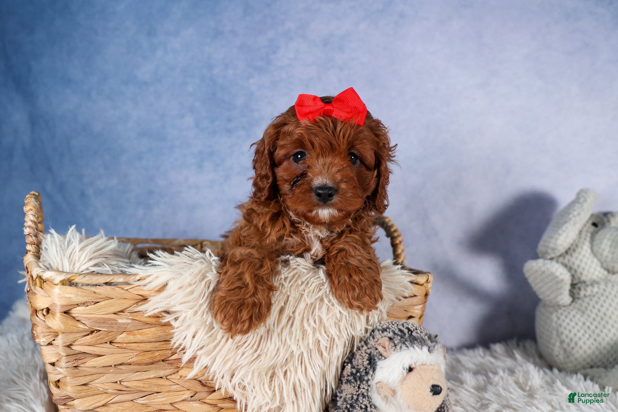 Cavapoo dogs GUS - Ad 2