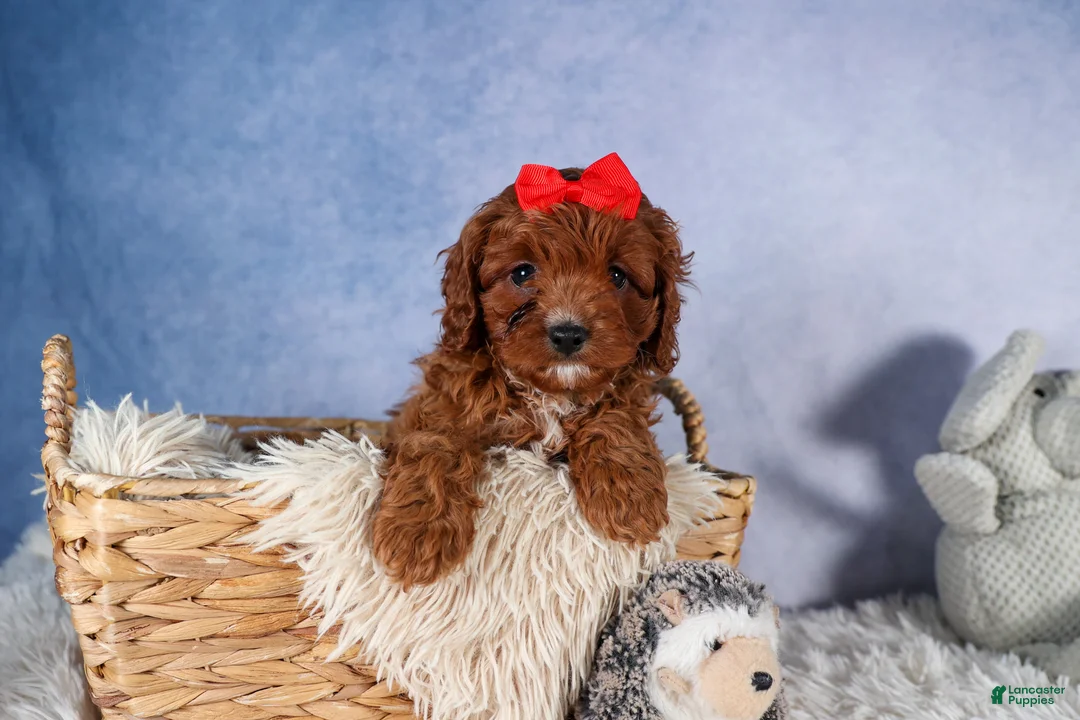 Cavapoo dogs for sale: GUS - Ad 2