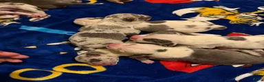 American Bully 8