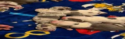 American Bully dogs for sale: American Bully 8 - Ad 1