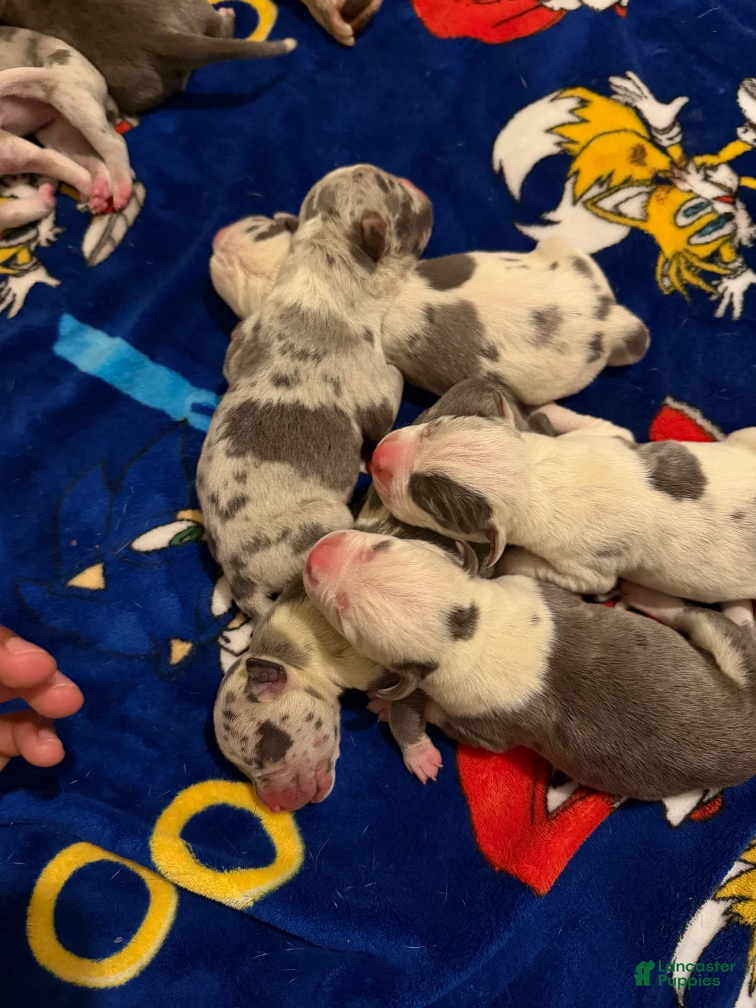 American Bully dogs for sale: American Bully 8 - Ad 1