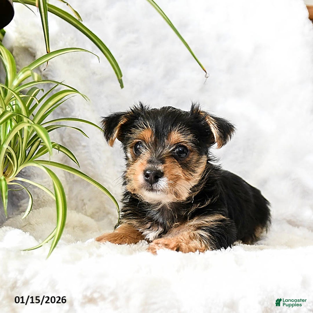 Yorkshire Terrier dogs for sale: Tootsie - Ad 2