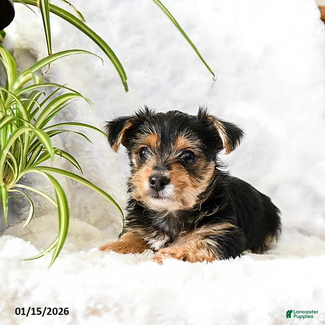 Yorkshire Terrier dogs for sale: Tootsie - Ad 2