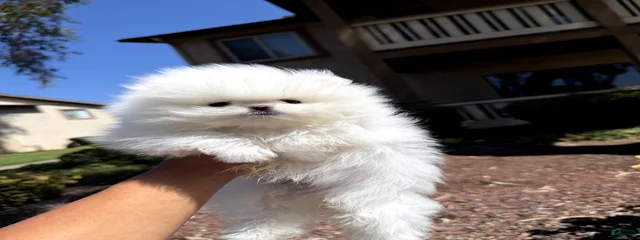 Avalanche