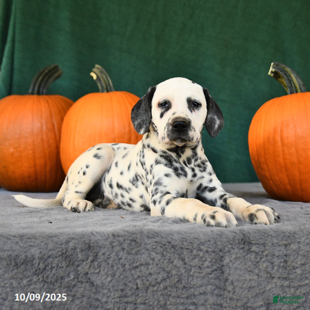 Dalmatian dogs for sale: Bonnie - Ad 2