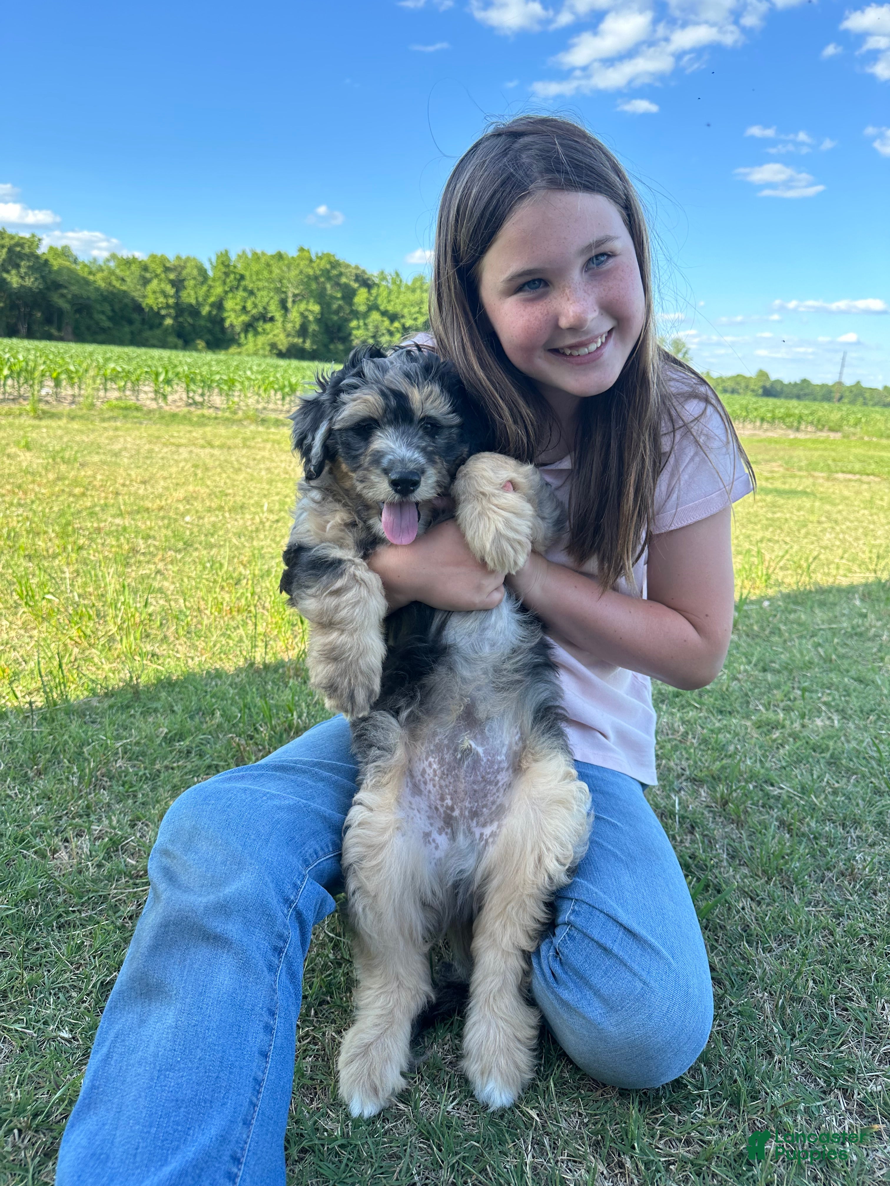 Aussiedoodle dogs Aussiedoodle Puppy 1 - Ad 32