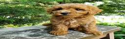 Mini Goldendoodle dogs for sale: Marly - Ad 10