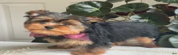 Yorkshire Terrier dogs for sale: Flo - Ad 11
