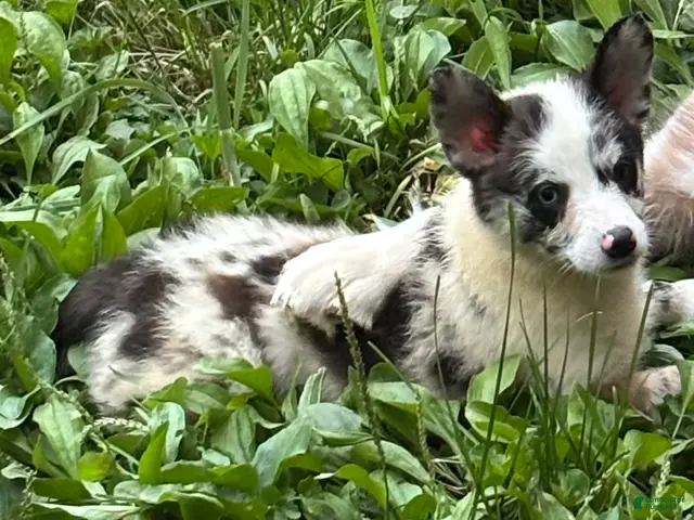 American Corgi dogs for sale: American Corgi 2 - Ad 2