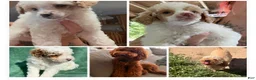 Miniature Poodle dogs for sale: Miniature Poodle 3 - Ad 3