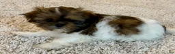 Shih Tzu dogs for sale: Shih Tzu Puppy 1 - Ad 2