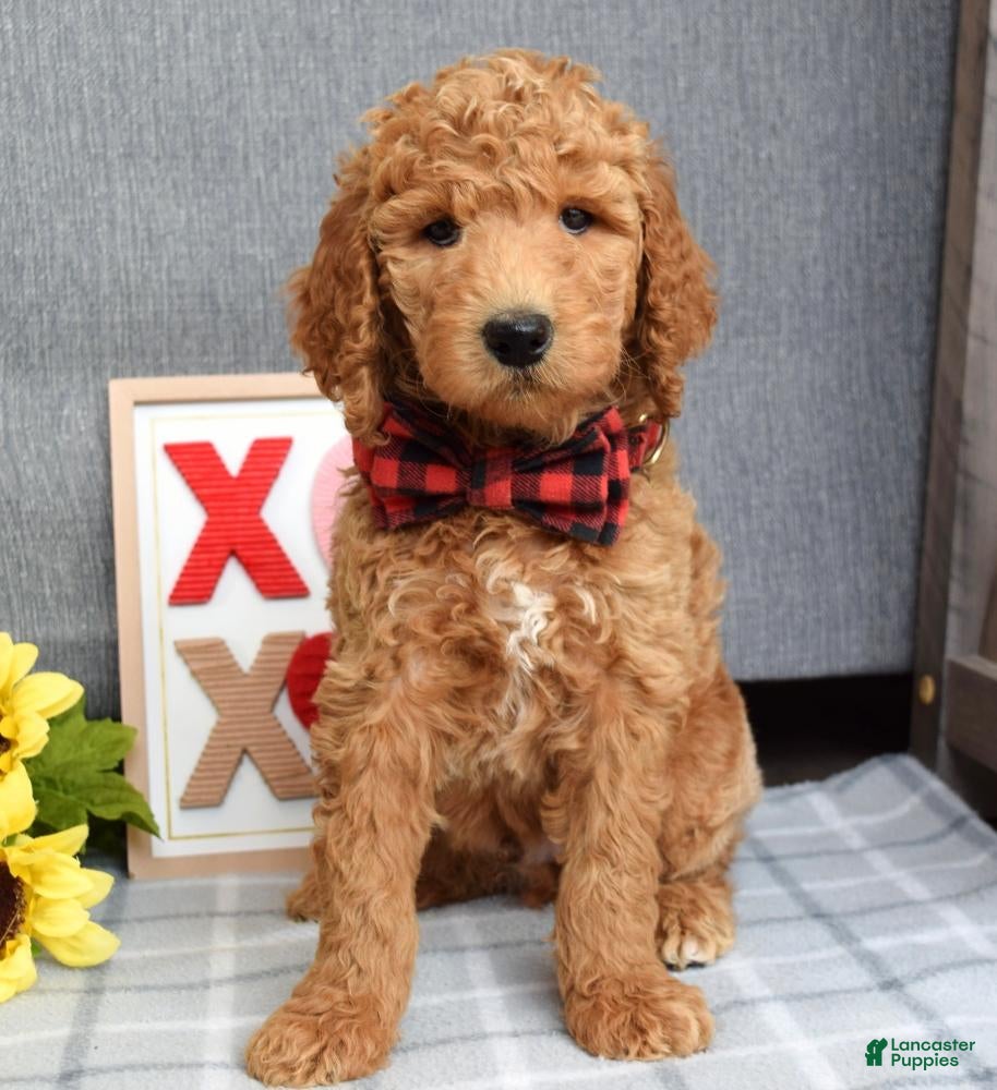 Standard Poodle dogs Charlie - Ad 31