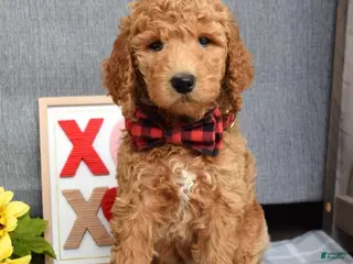 Standard Poodle dogs Charlie - Ad 18