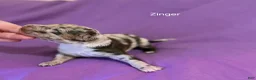 Miniature Poodle dogs for sale: Eclaire aka Claire Bear - Ad 4