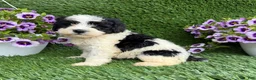 Mixed Breed dogs for sale: Bixby - Ad 2