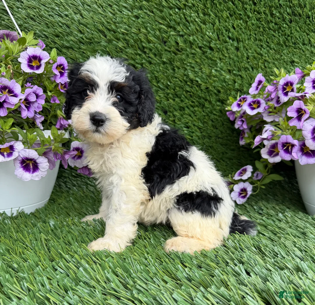 Mixed Breed dogs for sale: Bixby - Ad 2