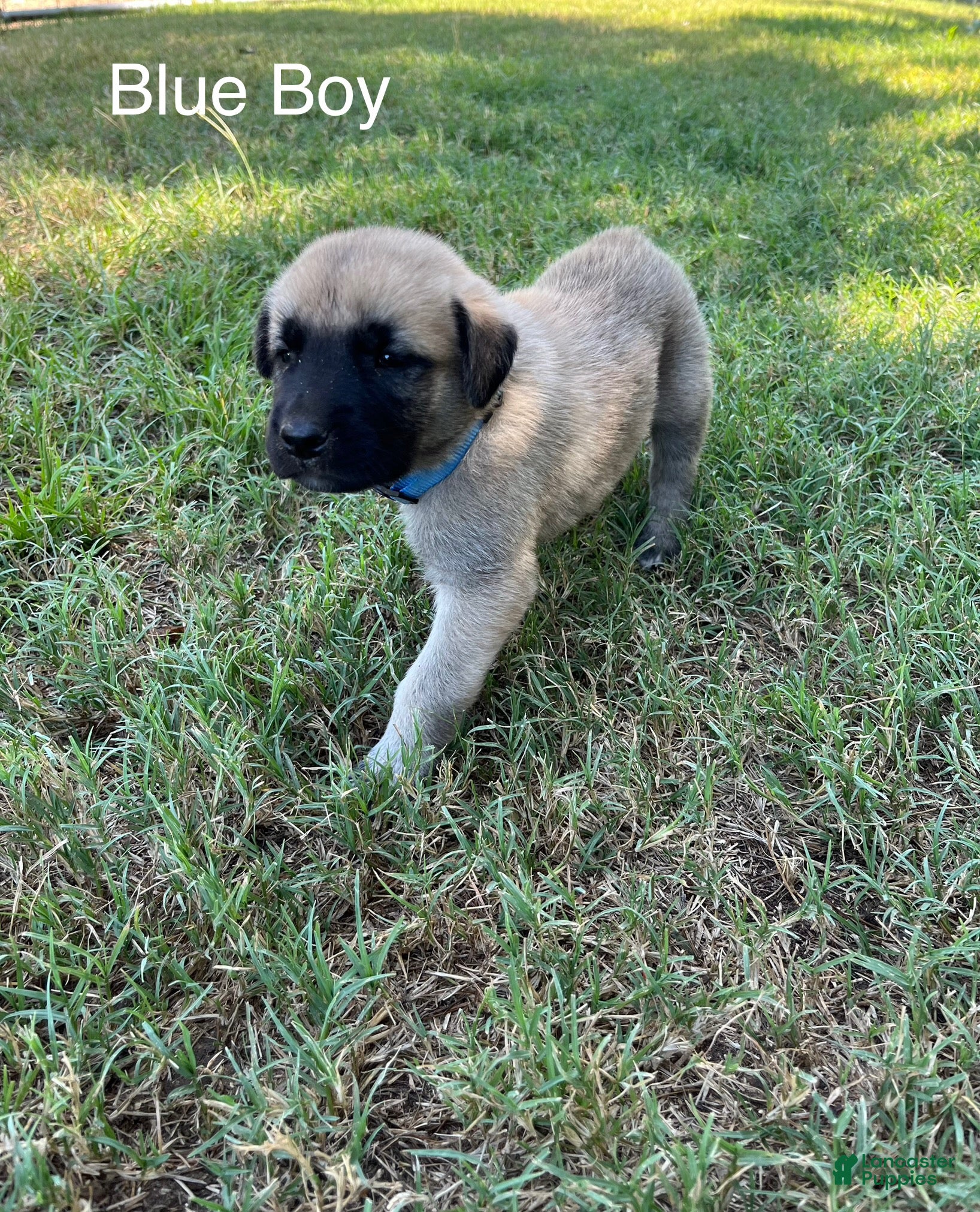 Turkish Kangal dogs Blue Boy - Ad 3