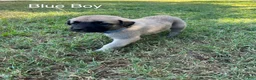 Turkish Kangal dogs for sale: Blue Boy - Ad 1