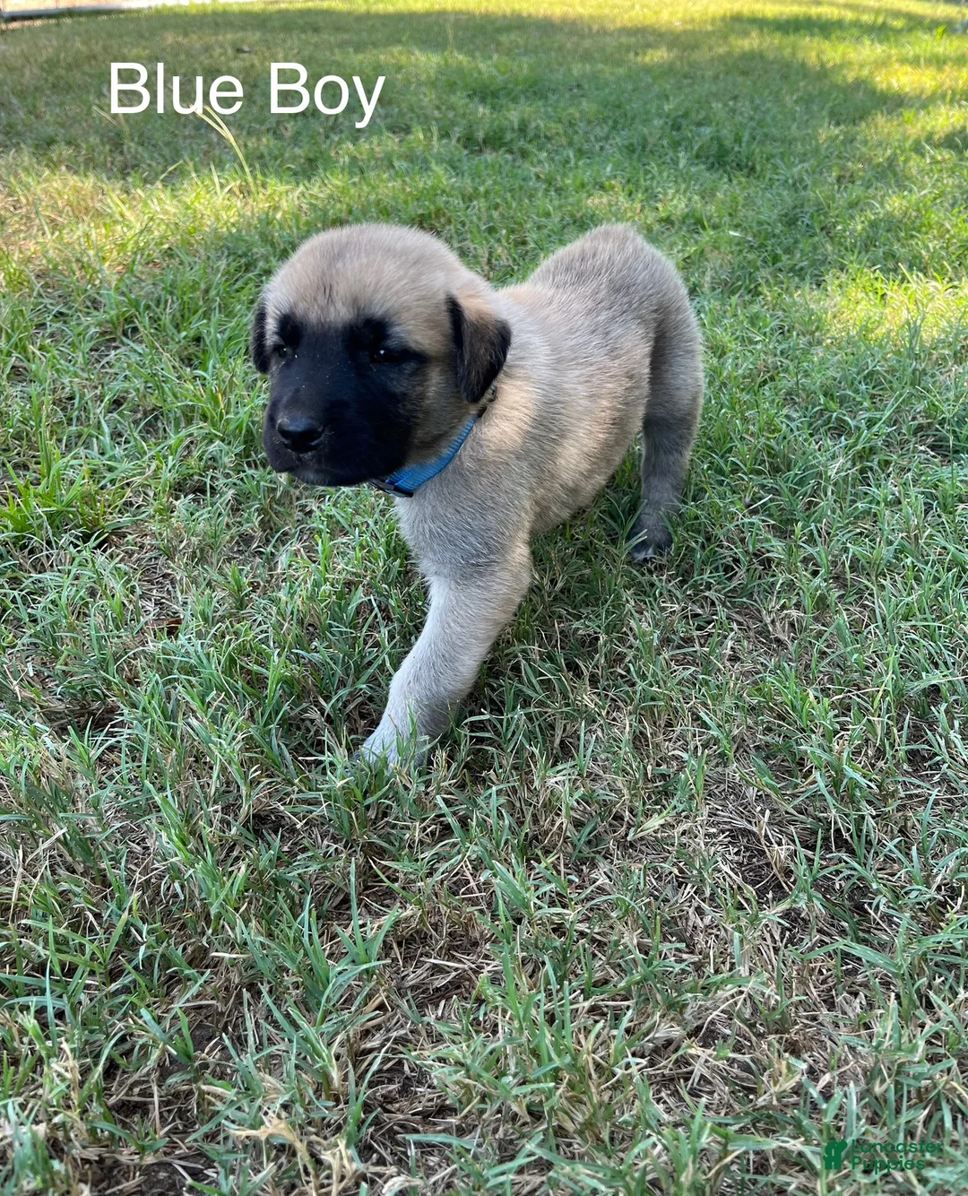 Turkish Kangal dogs for sale: Blue Boy - Ad 1