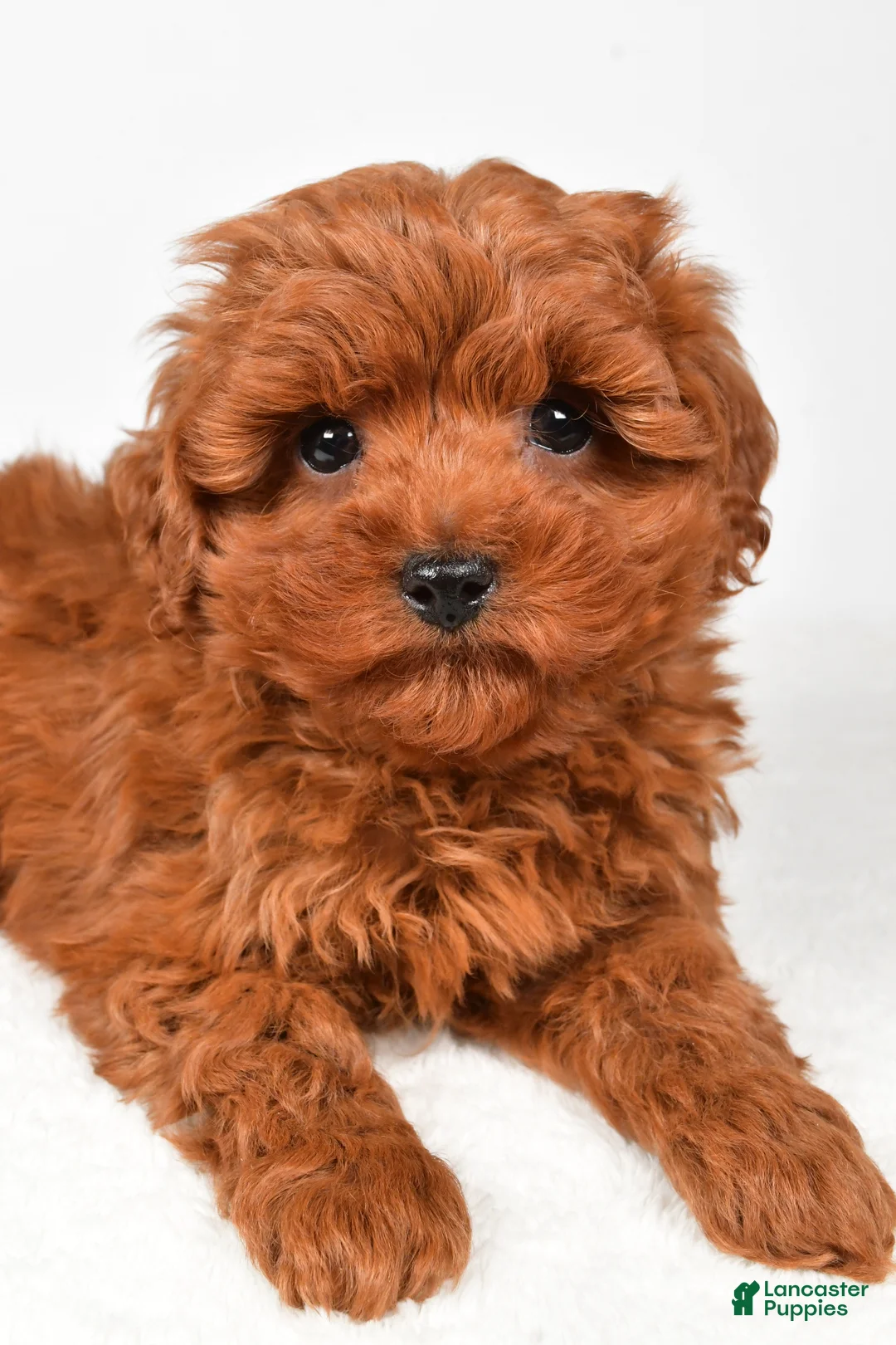 Cavapoo dogs for sale: Hudson - Ad 7