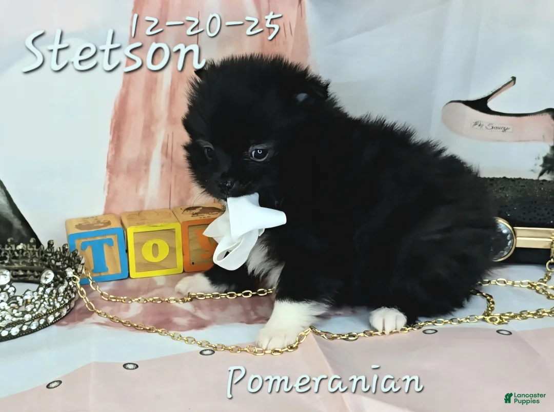 Pomeranian dogs for sale: Pomeranian Puppy 3 - Ad 2