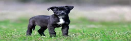 Mixed Breed dogs for sale: Magpie - European Doberdane GIRL! - Ad 8