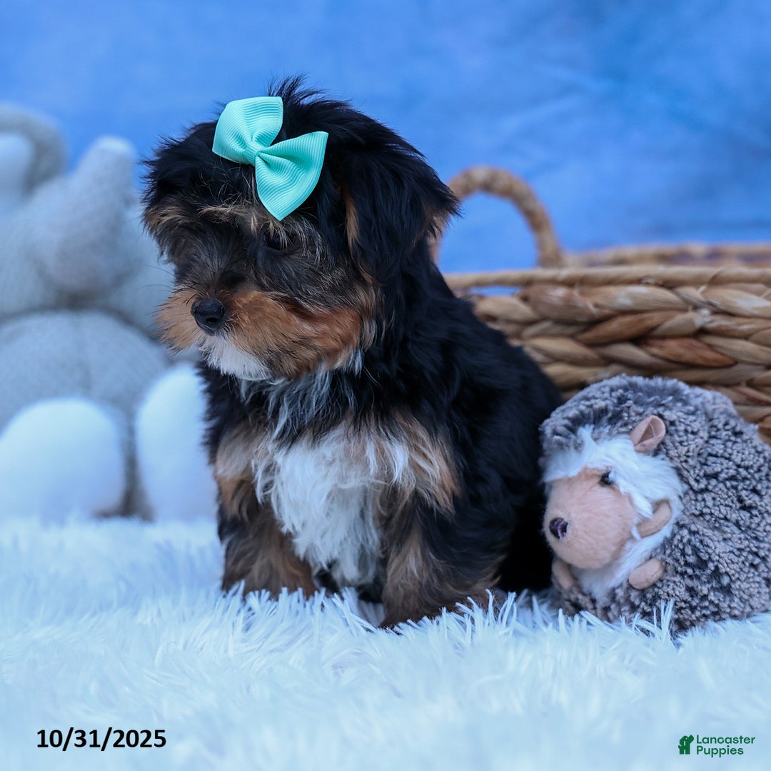 Yorkshire Terrier dogs for sale: Chip - Ad 10