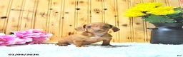 Miniature Dachshund dogs for sale: Mindy - Ad 2