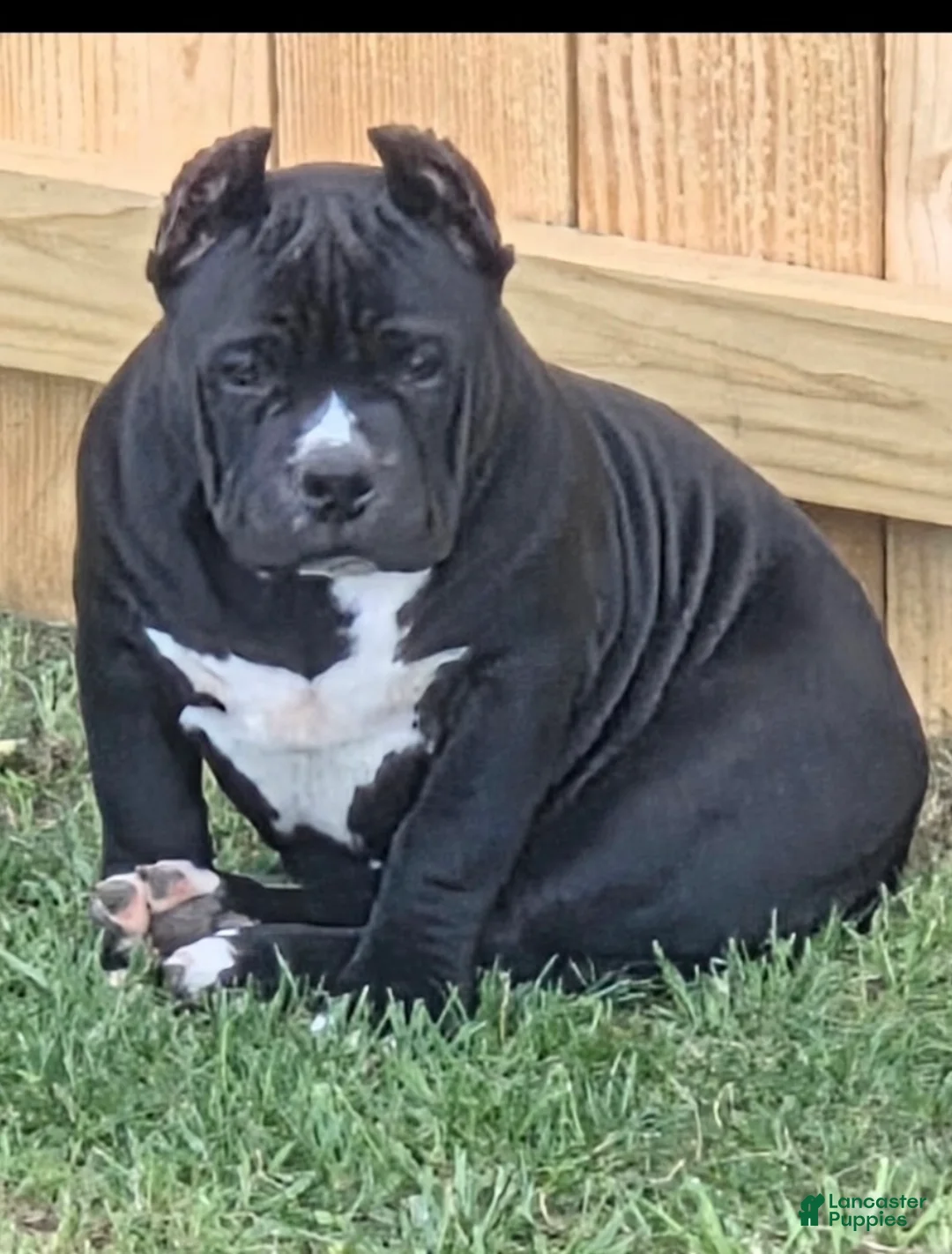 American Bully dogs for sale: American Bully Puppy 1 - Ad 1