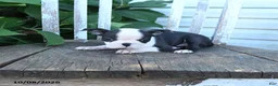 Boston Terrier dogs for sale: Charlie - Ad 5