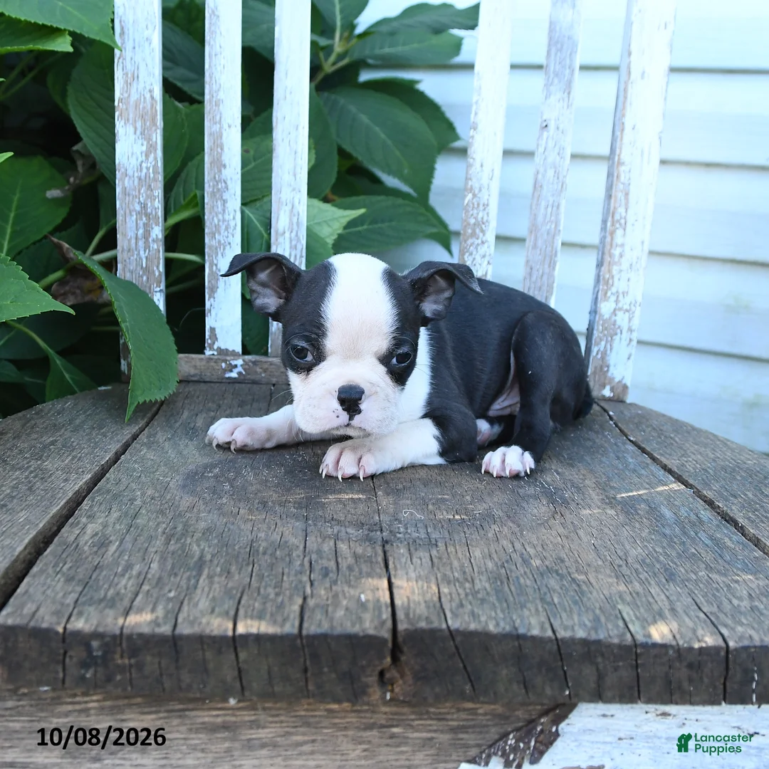 Boston Terrier dogs for sale: Charlie - Ad 5