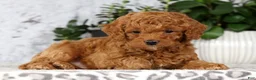 Cavapoo dogs for sale: Carson - Ad 4