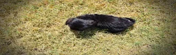 Havapoo dogs for sale: Kipper - Ad 8