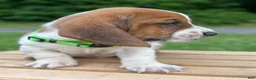 Basset Hound dogs for sale: Oliver - Ad 15