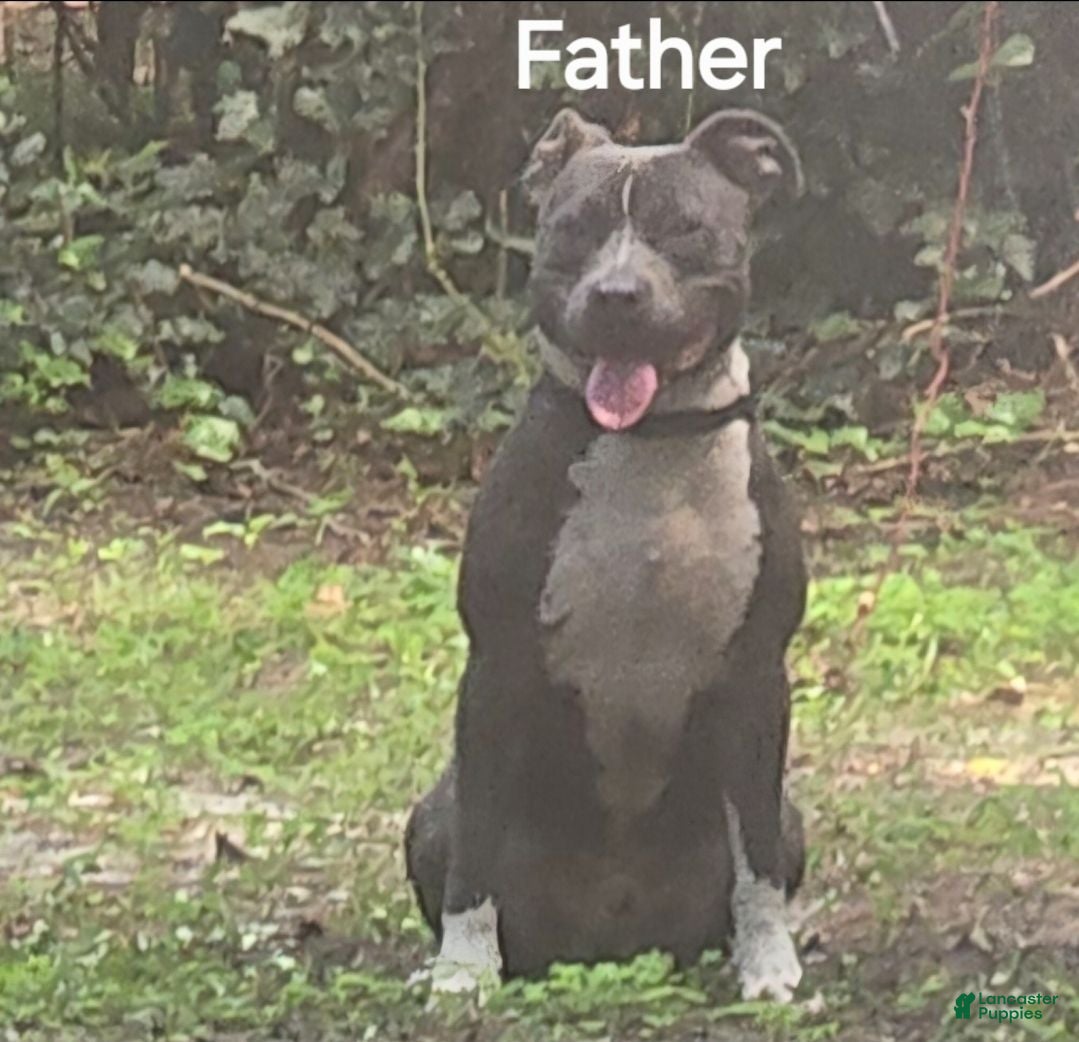 American Pit Bull Terrier dogs American Pit Bull Terrier 1 - Ad 2