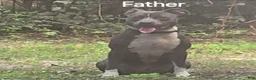 American Pit Bull Terrier dogs for sale: American Pit Bull Terrier 1 - Ad 2