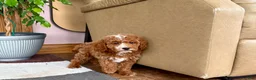 Cavapoo dogs for sale: Cavapoo male 2 - Ad 5