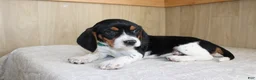 Beagle dogs for sale: Vernon - Ad 4