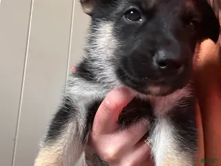 Gerberian Shepsky dogs (Red collar) Gerberian Shepsky Puppy 2 - Ad 24